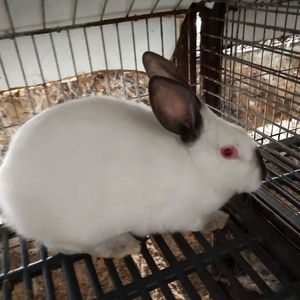 兔子活物黑