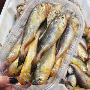 【1斤约15条】大中号梅童鱼新鲜鲜活大头宝鱼ye生梅子鱼海鲜水产