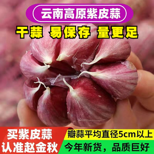 云南新鲜紫皮干大蒜非独头蒜10斤优质特大果泡糖醋腊八蒜原料蒜种