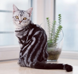 美短猫虎斑猫标斑纯血统起司猫美国短毛猫银虎斑幼猫活体宠物猫咪