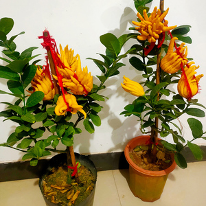 金华佛手盆栽带果苗佛手树苗佛手柑瓜苗室客厅阳台内外盆景绿植