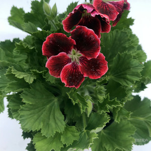 大花天竺葵蝴蝶梅盆栽天使之眼四季开花室内庭院好养易活花卉大苗