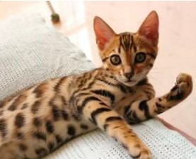 豹猫孟加拉