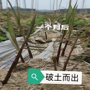 维邦副食购销部淘宝标价是7根包邮广东黑皮甘蔗种苗紫红果蔗种子