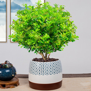 米兰花盆栽花卉植物室内四季开花带花苞浓香好养老桩盆景驱蚊绿植