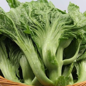 水东鸡心甜芥菜广东特菜速生大肉包心芥菜味甜可腌制酸菜春季秋季