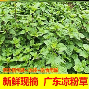 现凉粉草叶新鲜嫩草仙人草 绿凉粉 烧仙草原料解暑非干草送碱