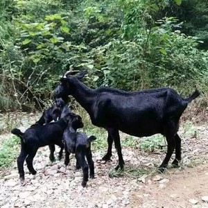 纯种努比亚黑山羊活羊小羊羔大耳波尔山羊怀孕母羊活体种公羊养殖