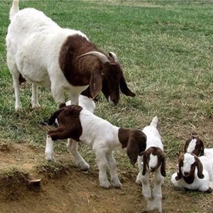 波尔山羊纯种小羊羔活羊怀孕母羊种公羊黑山羊白山羊大耳羊养殖场