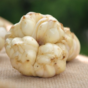 新鲜百合食用2斤