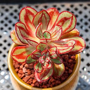 丸叶红司多肉植物盆栽绿植丸叶红丝肉肉室内阳台桌面花卉防辐射