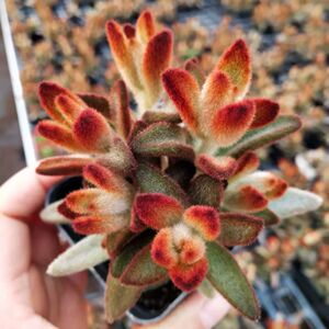 孙悟空兔耳多肉植物盆栽福兔耳肉肉植物绿植花卉防辐射吸甲醛