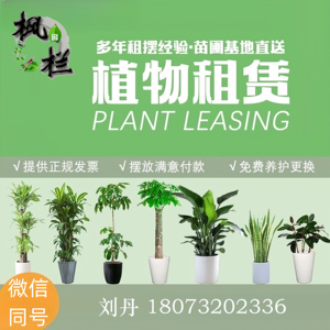 深圳盆栽租赁大型绿植物组合公司室内租摆上门设计阳台花卉箱户外