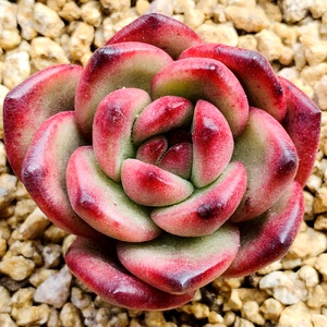 一物一拍迎铁粉韩国进口正版多肉at红色系冬云肥厚阳光绿植满包邮