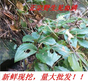 现采见血清野生新鲜中草药见血青中药材鲜品李正磊可做盆景包邮