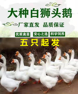 白狮头鹅汕头特大种纯种正宗狮头鹅四季鹅皖西白鹅 纯白狮头