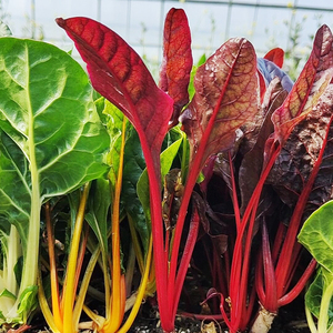 叶用红甜菜种子红牛皮菜莙荙菜春秋种 阳台盆栽味道好 色泽美观