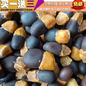菩提树种子正宗