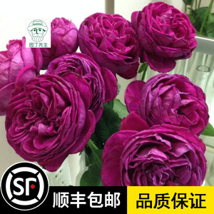 新品种伊芙酒窖月季苗 日系伊芙系列 强香灌木月季花苗阳台盆栽
