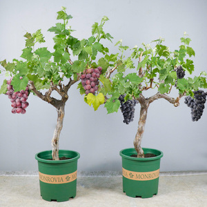 绿植葡萄盆栽蓝宝石葡萄盆栽地栽爬藤嫁接南北方种植果树盆栽