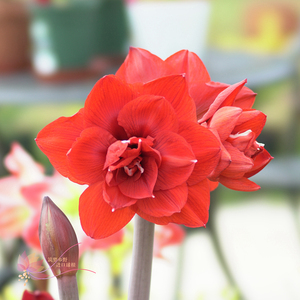 双皇/双王 double king 开花球进口秘鲁朱顶红