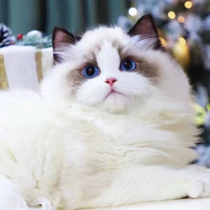 布偶猫幼猫海双蓝双加菲猫英短蓝猫渐层幼崽小猫猫活体宠物猫咪