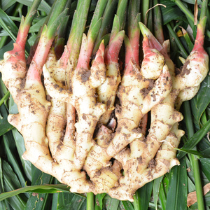 果妙芸旗舰店天猫紫皮白皮红皮大蒜头山东干大蒜农家多瓣蒜糖醋蒜