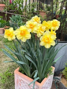 洋水仙花种球室内阳台四季水养水培植物桌面花卉盆栽风信子花种子