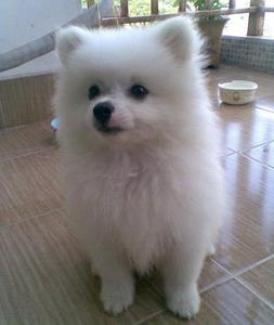 纯种日本尖嘴银狐犬