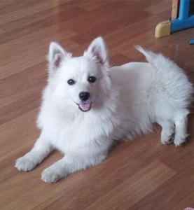 纯种银狐犬幼犬出售日本尖嘴犬白色家养长不大小型犬正宗宠物狗狗