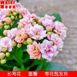 满30元包邮 米朵变色长寿花重瓣小苗盆栽花卉四季开室内鲜花植物