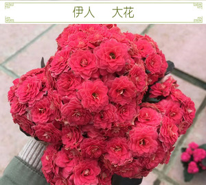 伊人大花长寿花重瓣稀有极品带花苞室内好养盆栽花卉植物四季开