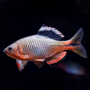 泉州齐氏鱊鰟鮍鱼粉红鳍冷水鱼溪流鱼观赏鱼不加温群游原生鱼