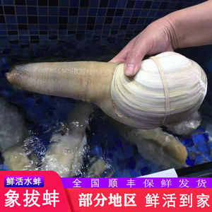 【活发2斤/1只】鲜活巨大象拔蚌水蚌皇帝蚌2斤多一只【顺丰保鲜】