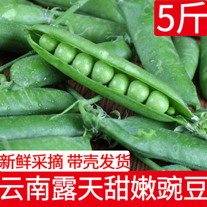 云南新鲜带壳甜豌豆青豆农家自种鲜豌豆荚青豌豆甜豆新鲜蔬菜5斤