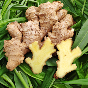 现挖现发四川大黄姜姜母生姜新鲜蔬菜包邮月子姜嫩姜老姜土姜8斤