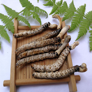 亚香棒虫草1克中草药材 霍克斯虫草 古尼虫草 泡水泡酒 虫草 干货