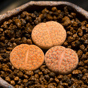 微纹玉生石花多肉植物萌肉肉屁股花屁屁室内小盆栽花陌派云南多肉