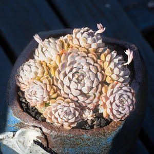 墨西哥姬莲多肉