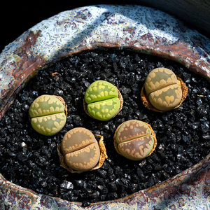 大津绘岛田生石花牙齿多肉植物办公室桌面迷你萌肉肉小盆栽花陌派