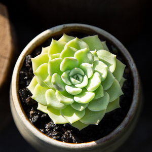 绿宝石多肉植物新手好养办公室内绿植多肉超萌肉肉小盆栽花陌派