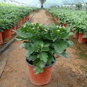 【矮菊花苗】矮菊花苗品牌,价格 - 阿里巴巴