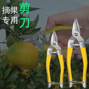摘果剪园艺修枝剪稀果剪刀水果桔子采果剪刀采果剪罗定摘果剪