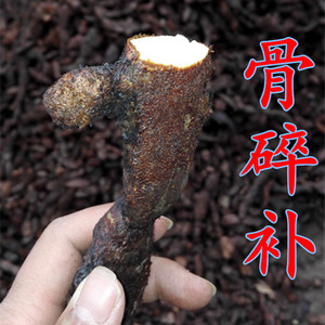 巴岩姜