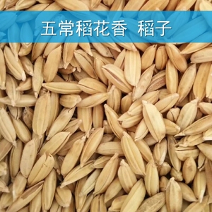 五常稻花香2号水稻稻子 500g 产自稻种子培育基地五常龙凤山乡