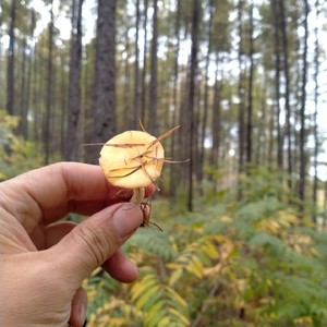 松树下黄蘑菇图片