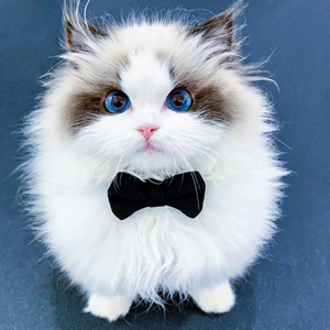 赛级布偶猫幼崽纯种幼猫海双猫咪活物火焰宠物猫母活体可爱长毛猫