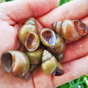 1件5斤新鲜田螺活体活的石螺包活泥螺螺蛳粉螺蛳肉新活田螺螺蛳