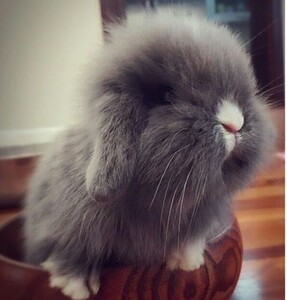 宠物兔活体垂耳兔活体盖脸猫猫兔纯种长不大迷你侏儒兔疫苗已打