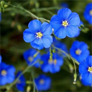 蓝花亚麻种子蓝色花海宿根多年生耐热耐寒豆麻花种籽庭院阳台盆栽